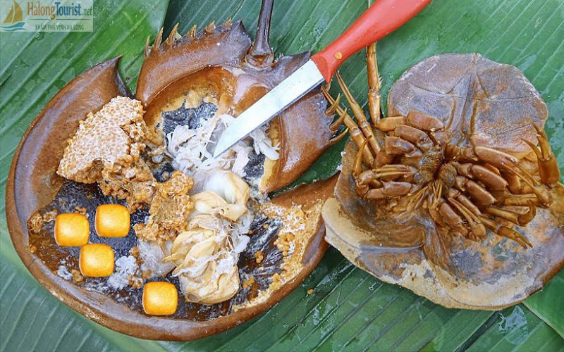 Sam Biển - Món ngon lạ miệng chỉ có tại Hạ Long