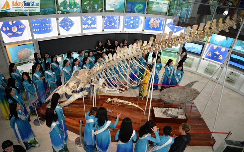 Tầng 1 Bảo tàng Hạ Long với mô hình cá voi khổng lồ