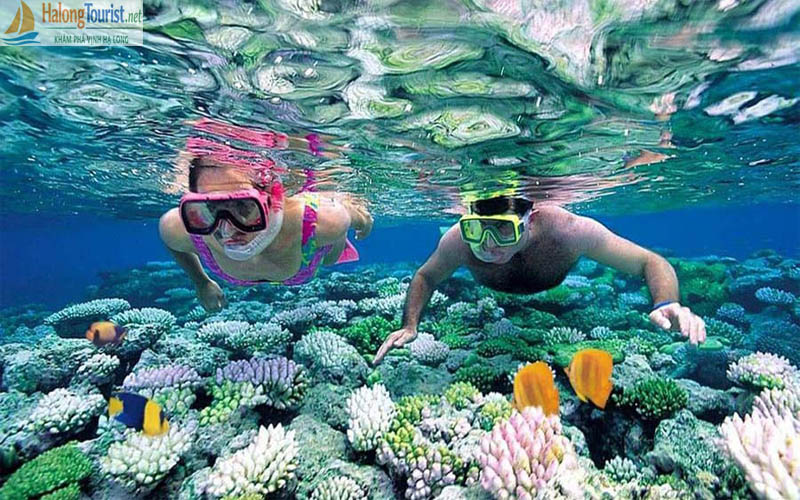 Lặn biển ngắm san hô tại Vịnh Lan Hạ
